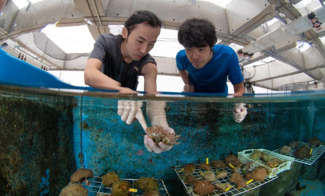 Two men holding coral underwater and discussing while looking at them.